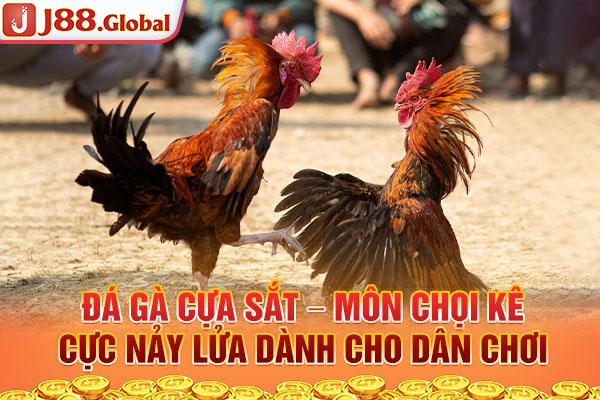 Đá Gà Cựa Sắt – Môn Chọi Kê Cực Nảy Lửa Dành Cho Dân Chơi